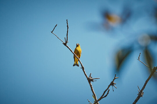 bird of a tree