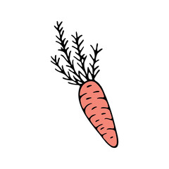 Hand drawn carrot doodle for summer and spring design