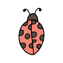 Hand drawn ladybug color doodle