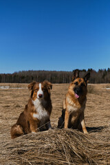Fototapeta na wymiar Purebred dogs together. Two Shepherds German and Australian are best friends sitting next to each other in field with dry grass on clear sunny day. Blue sky and forest behind.