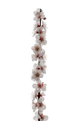 first cherry blossom of spring against snowy sky