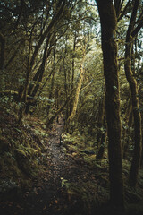 Fototapeta premium Canary Island Shots