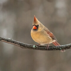 Female Northern cardinal on a blurry background
