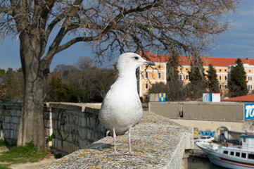 Obraz premium Caspian gull, Larus cachinnans, standing on the stone wall, in Zadar, Croatia