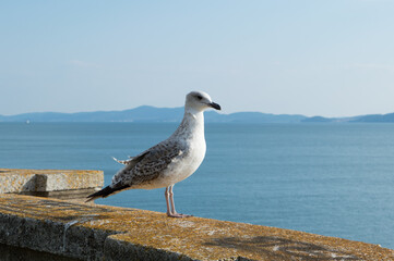 Caspian gull, Larus cachinnans, standing on the stone wall overlooking the sea, in Zadar, Croatia