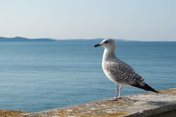 Caspian gull, Larus cachinnans, standing on the stone wall overlooking the sea, in Zadar, Croatia