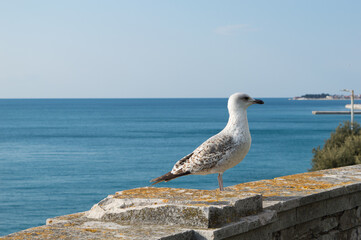 Caspian gull, Larus cachinnans, standing on the stone wall overlooking the sea, in Zadar, Croatia