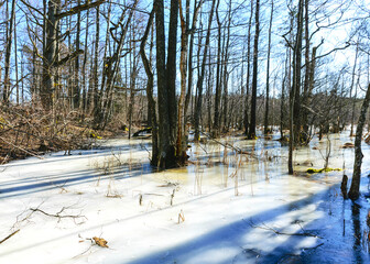 bare trees in early spring, old tree trunks, tree trunks frozen in ice, flooded lake shore