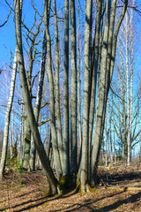 bare tree trunks in spring, old trees on the lake shore