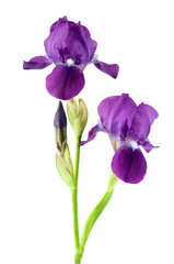 Violet iris flower on stem isolated on white background.