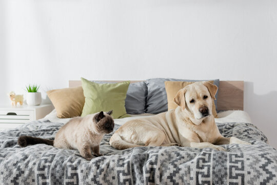dog and cat lying on cozy bed near blurred pillows.