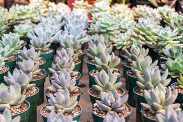 Fototapeta premium succulent plants for sale in a plant nursery