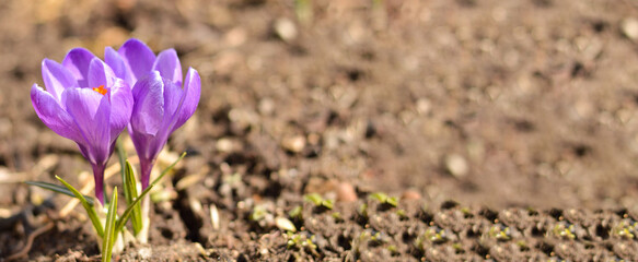 A wide floral panorama, purple crocuses grow in the spring garden. Easter card. Selective focus.