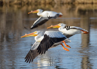 Migratory birds in Colorado. American White Pelican in flight.