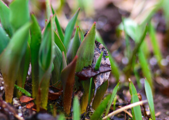 wild tulip sprouts traverse through the ground and old leaves