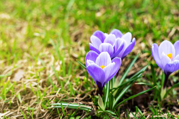 Purple blooming crocuses in a clearing closeup. Beautiful flowers in a flowerbed in the park