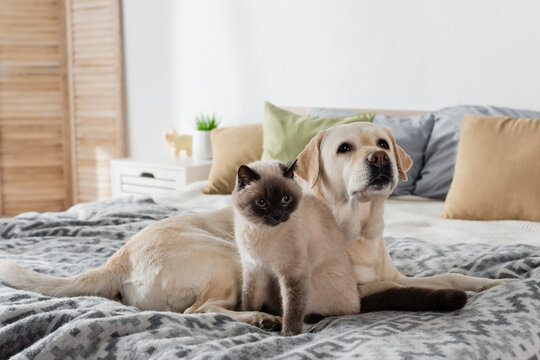 cat and labrador dog on cozy bed at home.