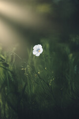 Flax flowers on green background in sunlight
Flax flowers in soft focus. Blurred background. blue flower