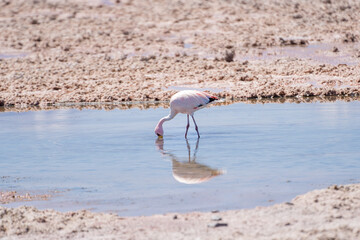Pink Flamingo in Laguna Chaxa, Chile
