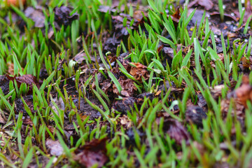 wild tulip sprouts traverse through the ground and old leaves