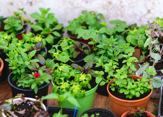 green spring seedlings in a pot, preparing for spring work