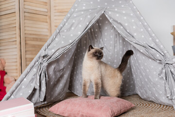 cat in wigwam standing on pillow and looking away. © LIGHTFIELD STUDIOS