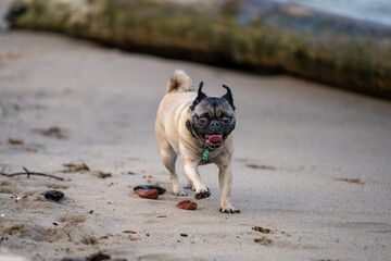 Happy pug running on the beach