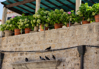flowers on the balcony