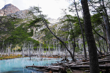 Wild lake in the mountains with sticking out dry tree trunks