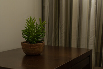 Fototapeta premium Pot of plant on a wooden table in a house, with grey curtain in the background. Simple, calm and minimal display in the house