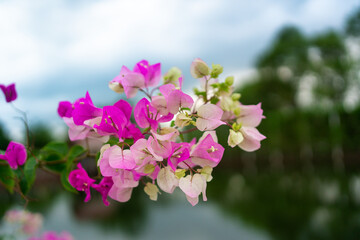 pink and Purple Blooming bougainvillea flowers.  Floral background