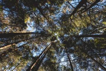 Beautiful tree tops and branches under the blue sky and sunlight in the forest ('Jungla Valdiviana') in the afternoon, Valdivia, Chile
