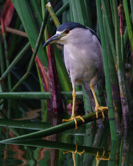 great blue heron
