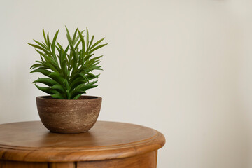 Pot of plant on a wooden table in a house. Simple, calm and minimal display in the house