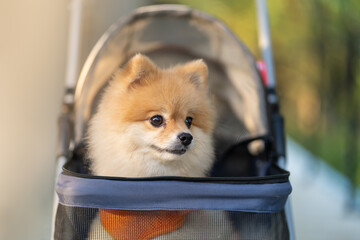 Close up tracking Cute Little Pomeranian Dog in pet stroller walk in a city park, take the pet on a trip on Sunny Summer Day.