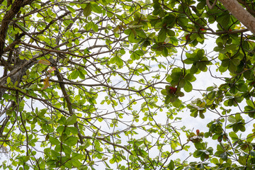Travel Vacation Nature Concept. Looking up trees blowing in the wind with blue sky. Tropical Forest Background in daytime is beautiful. Branch of tree green leaf and it is refresh.