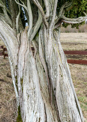 a large juniper tree, Rieteklis juniper is the largest and also the most beautiful juniper in the Baltics and Europe, Valmiera Parish, Latvia © ANDA