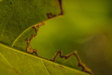 Abstract real nature beauty background. Macro vein vivid yellow green part of leaf, damaged brown edge. Plant diseases, insect invasion, texture details, environmental protection idea concept