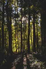 Beautiful old tree silhouettes with moss, plant and vines under the sunlight in the forest ('Jungla Valdiviana') in the afternoon, Valdivia, Chile