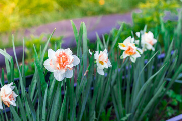 Daffodil flowers bloom in the garden in spring