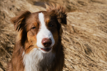 Aussie dog is red tricolor with shaggy funny ears, chocolate nose and white stripe on his head on clear sunny day outside. Portrait of beautiful Australian Shepherd puppy close-up. View from above.
