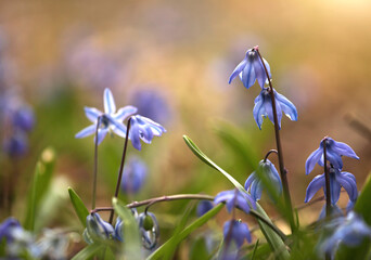 Wiosenne kwiaty - Cebulica Syberyjska