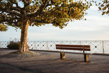 Bench and platanus tree on a sunset at Meersburg Seepromenade boulevard along the lake Bodensee