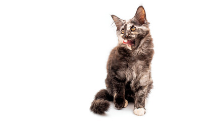 Obraz premium funny brown tricolor tortoiseshell Maine Coon cat sitting and licking , isolated on white background