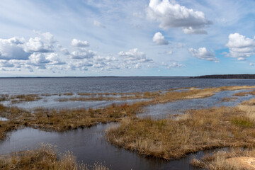 Fototapeta na wymiar flooded lake shore, overgrown with last year's reeds and bushes, bird migration, beautiful cumulus clouds