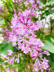 Spring ornamental plant lilac, purple clove flowers