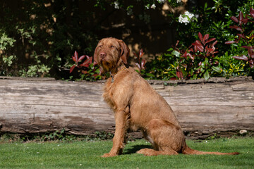 wire haired Vizsla in the park