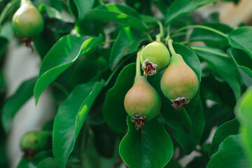 Pears on a branch. Green pears ripen on the tree during the warm season. 