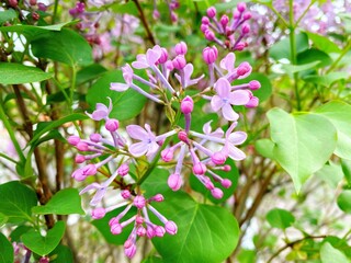 Spring ornamental plant lilac, purple clove flowers