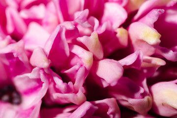 Blooming pink hyacinth flowers close-up macro photography